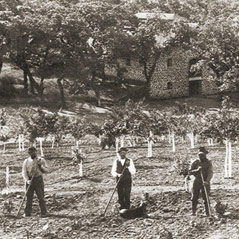 Vineyard workers in the 1880s.
