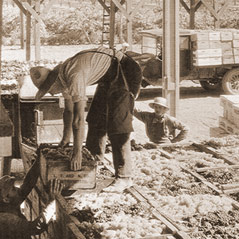 Bringing in the harvest c. 1930.