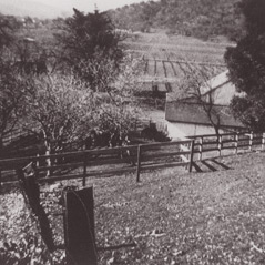 A view of the Eisele Vineyard c. 1940.